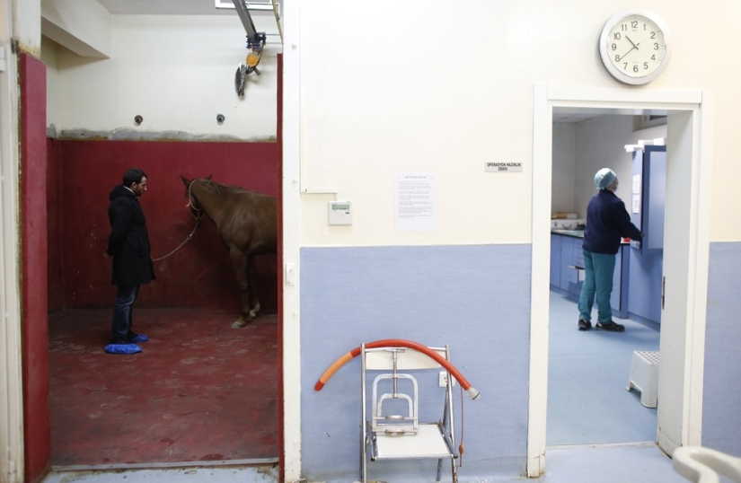 How race horses are treated in Istanbul