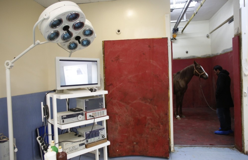 How race horses are treated in Istanbul