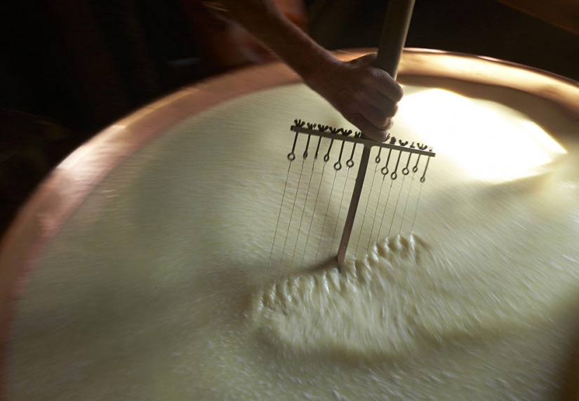 How Swiss cheese is made