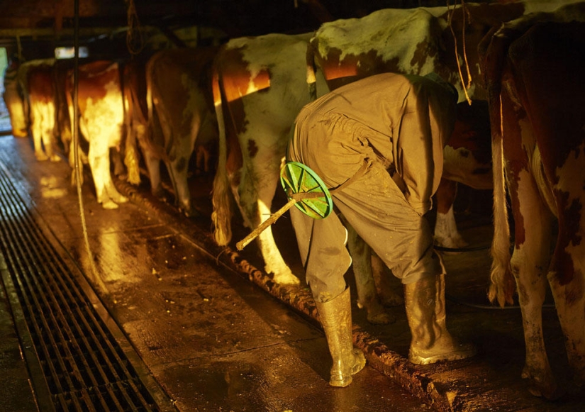 How Swiss cheese is made