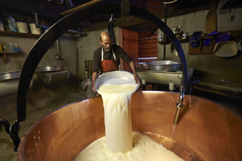 How Swiss cheese is made