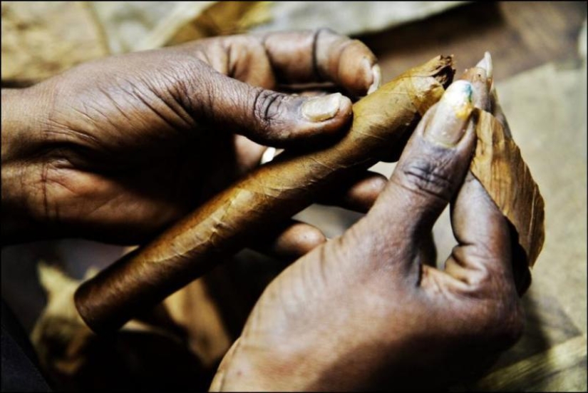 How the best Cuban cigars are made
