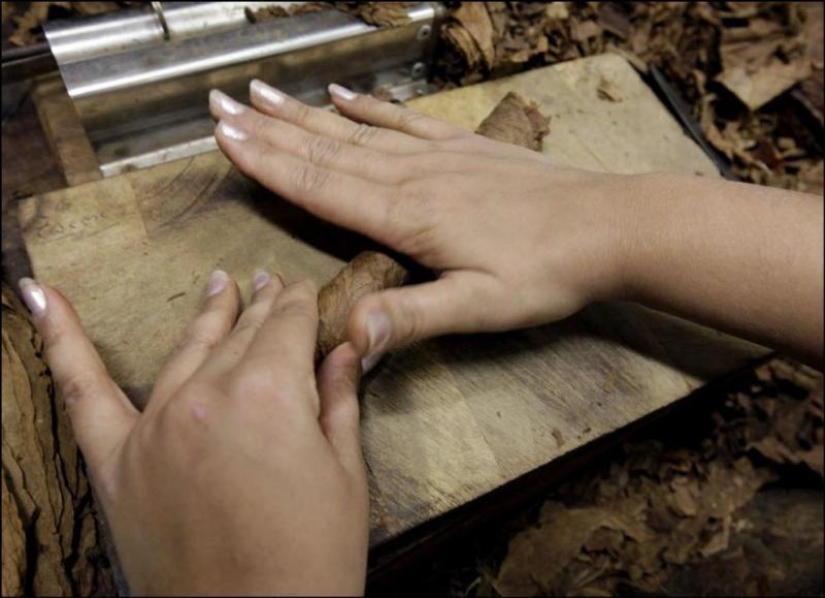 How the best Cuban cigars are made