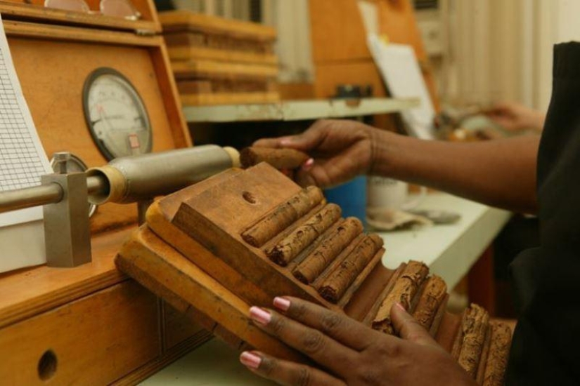 How the best Cuban cigars are made