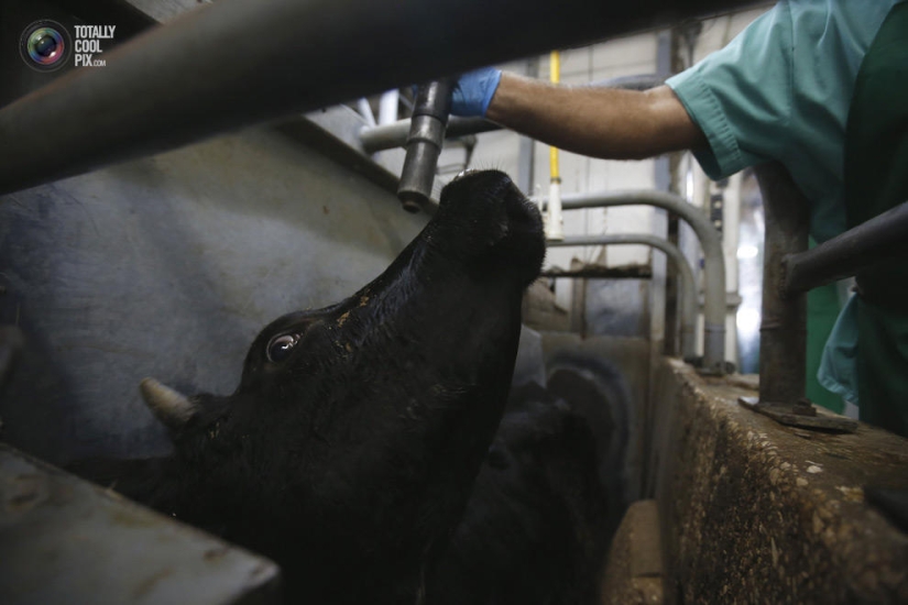 How the meat we eat is made