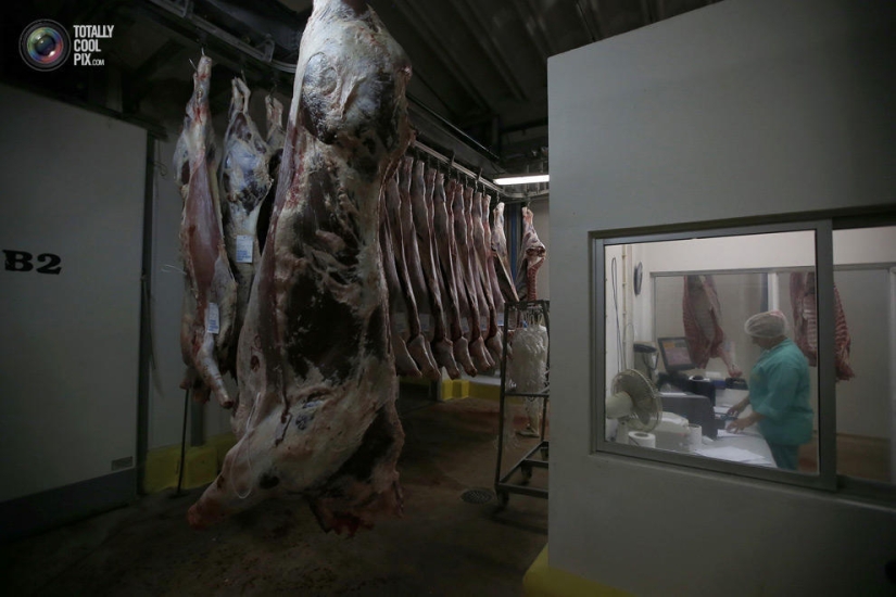 How the meat we eat is made