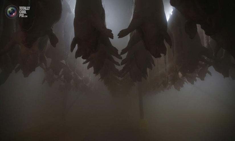 How the meat we eat is made