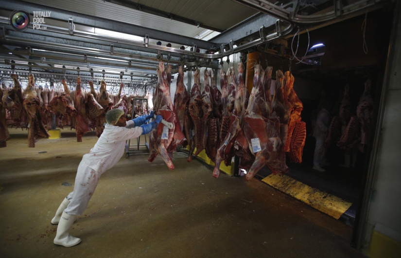 How the meat we eat is made