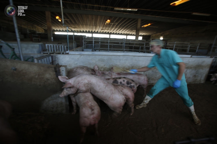 How the meat we eat is made