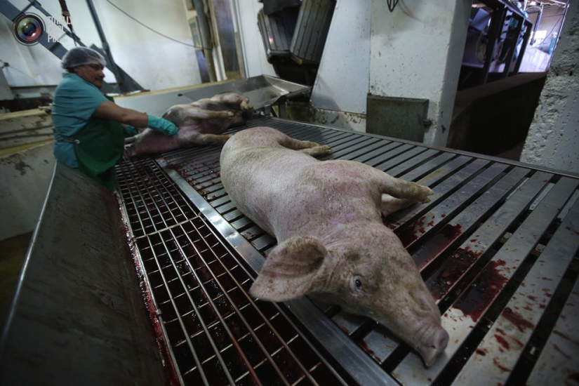 How the meat we eat is made