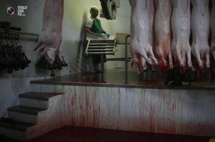 How the meat we eat is made