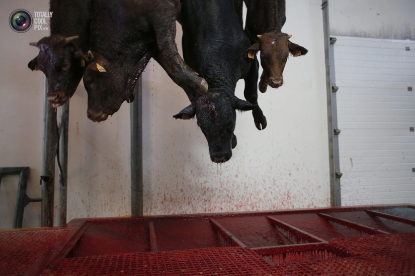 How the meat we eat is made