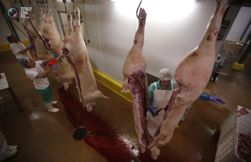 How the meat we eat is made