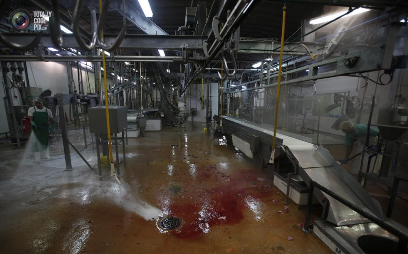 How the meat we eat is made
