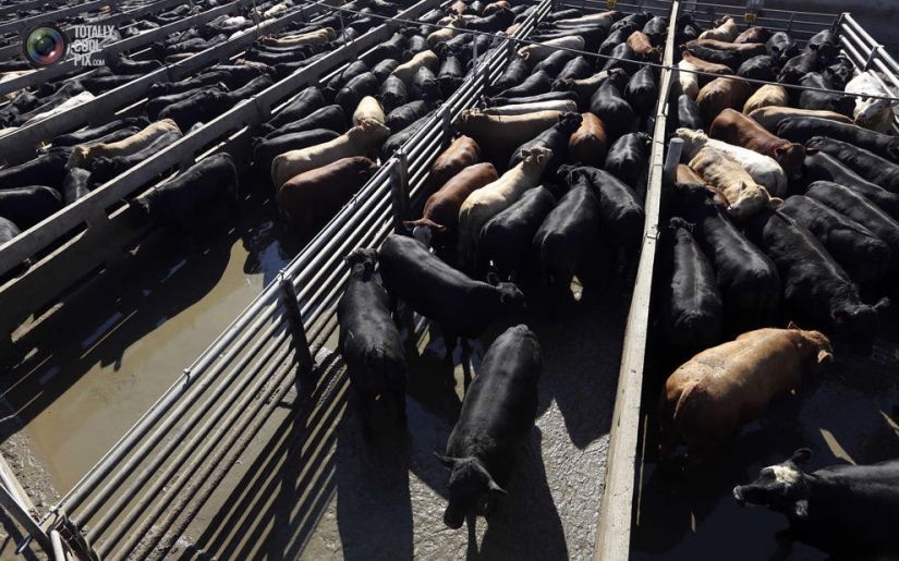 How the meat we eat is made