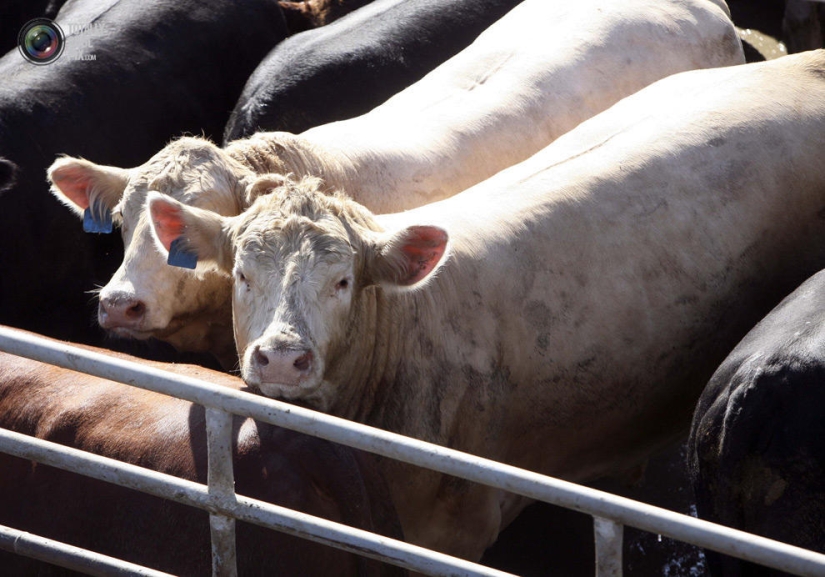 How the meat we eat is made