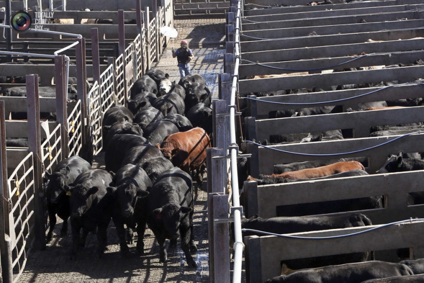How the meat we eat is made