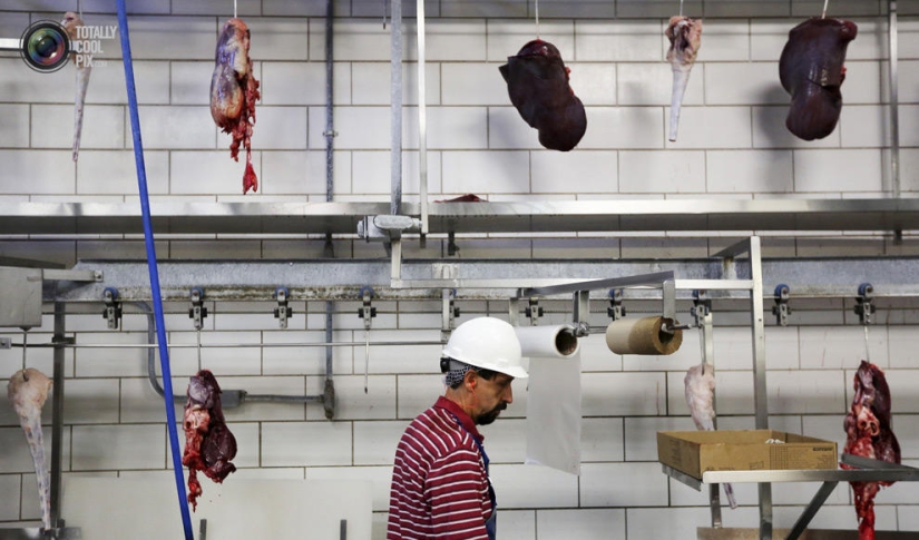 How the meat we eat is made