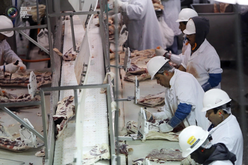 How the meat we eat is made