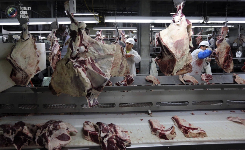How the meat we eat is made