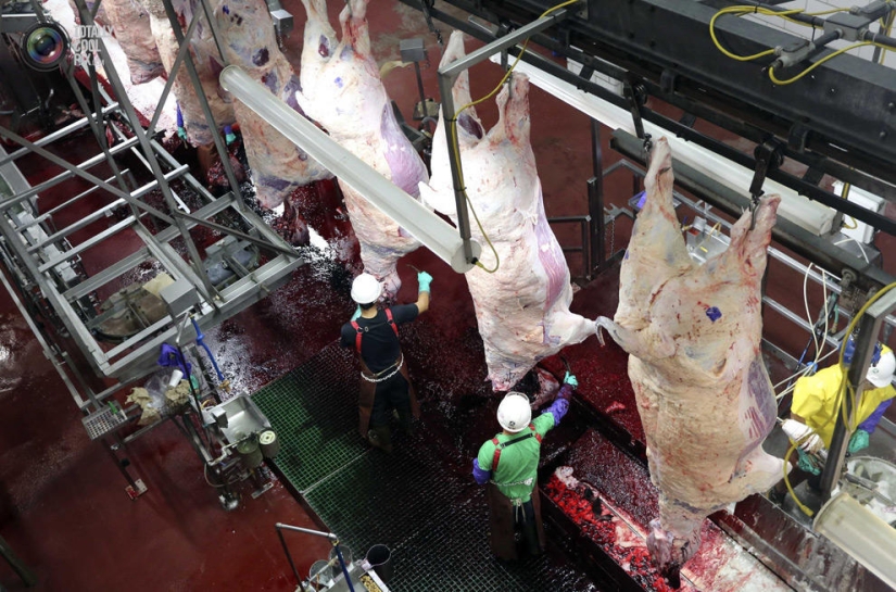 How the meat we eat is made