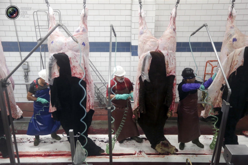 How the meat we eat is made