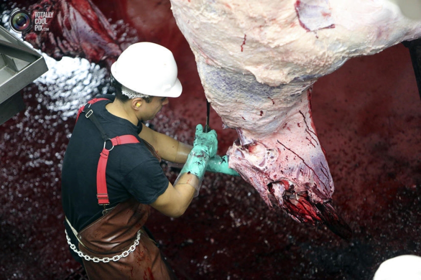 How the meat we eat is made