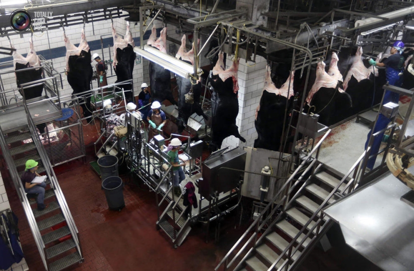 How the meat we eat is made