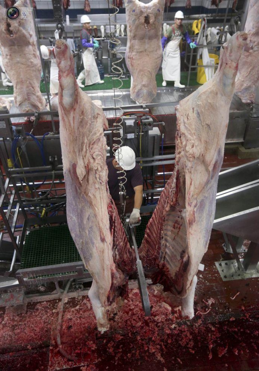 How the meat we eat is made