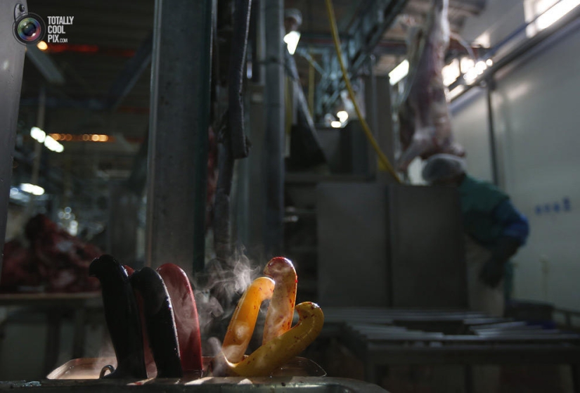 How the meat we eat is made