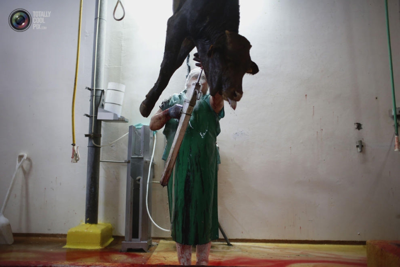 How the meat we eat is made
