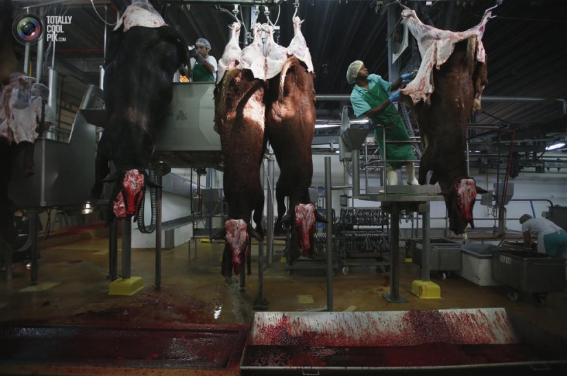 How the meat we eat is made