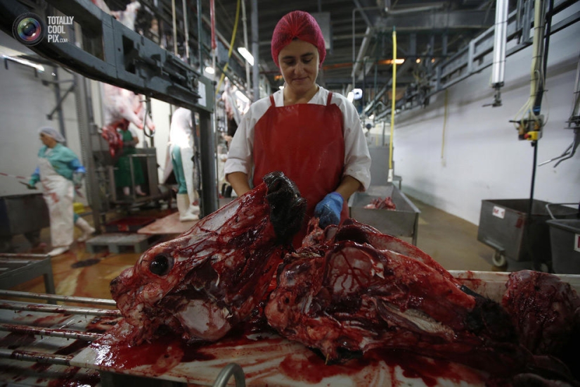 How the meat we eat is made