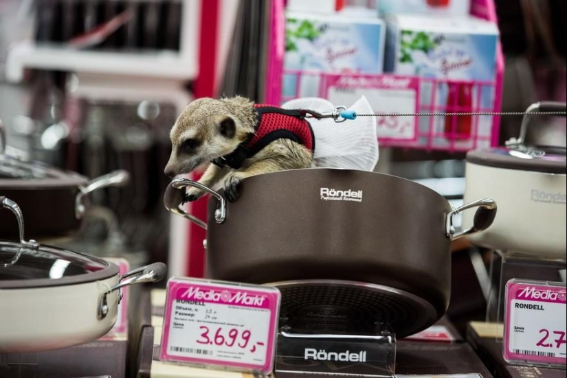 How the meerkat Grisha found his love