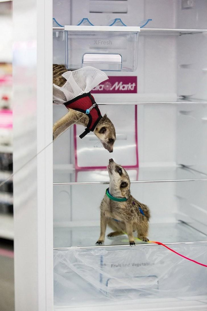 How the meerkat Grisha found his love