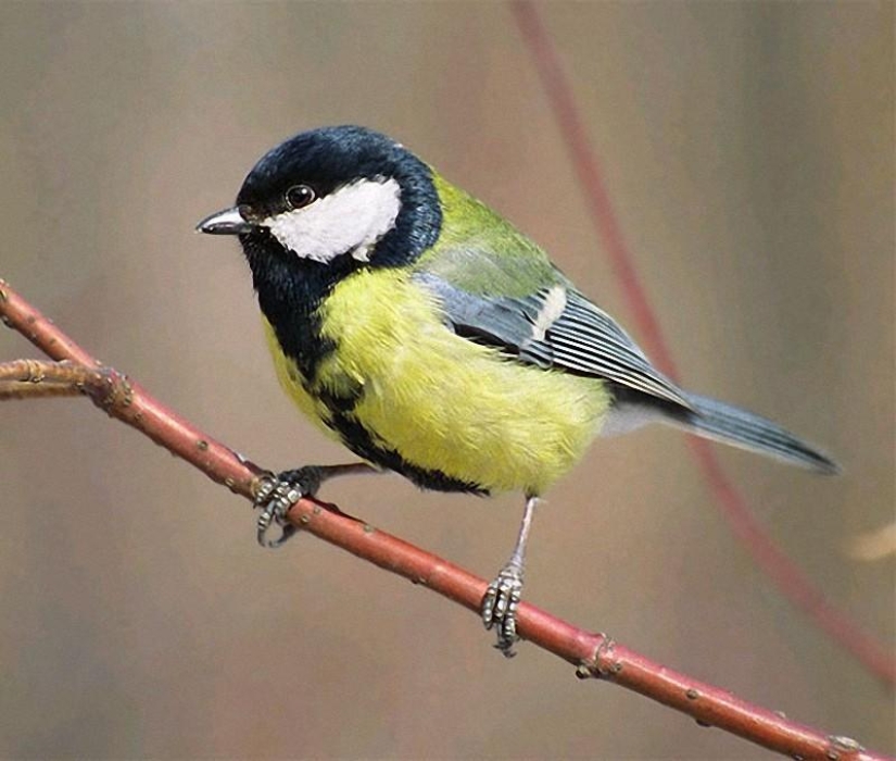 How to help birds winter