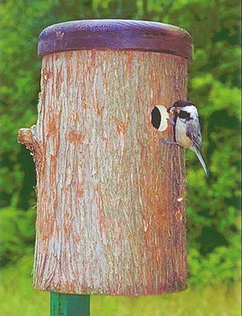 How to help birds winter