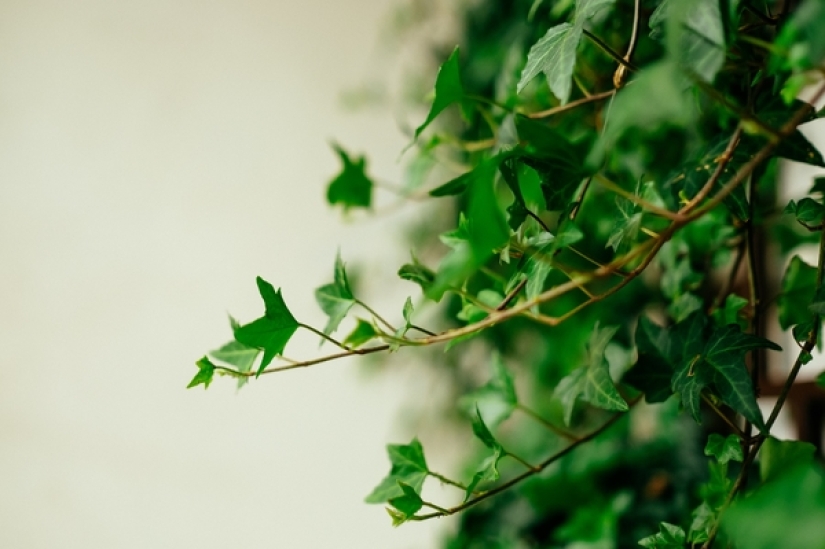 How to reduce humidity in the house: 4 plants that will help to cope with it