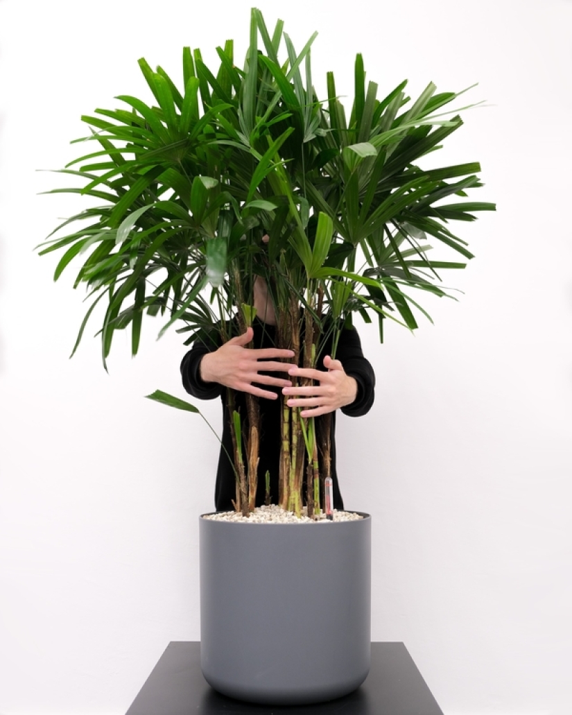 How to reduce humidity in the house: 4 plants that will help to cope with it