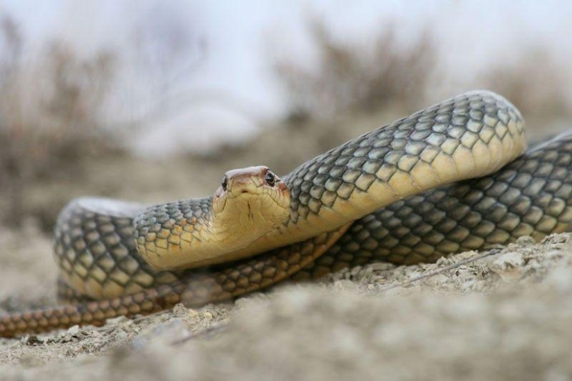 How to take pictures of snakes