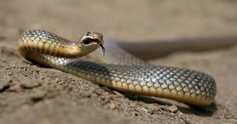 How to take pictures of snakes
