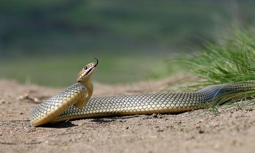 How to take pictures of snakes