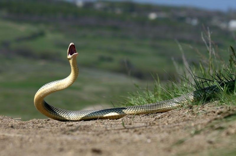 How to take pictures of snakes