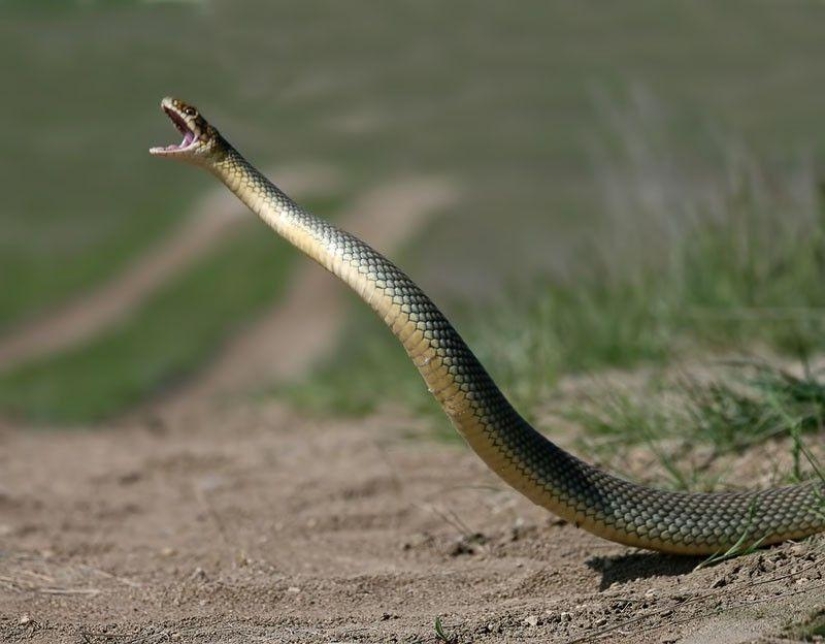 How to take pictures of snakes