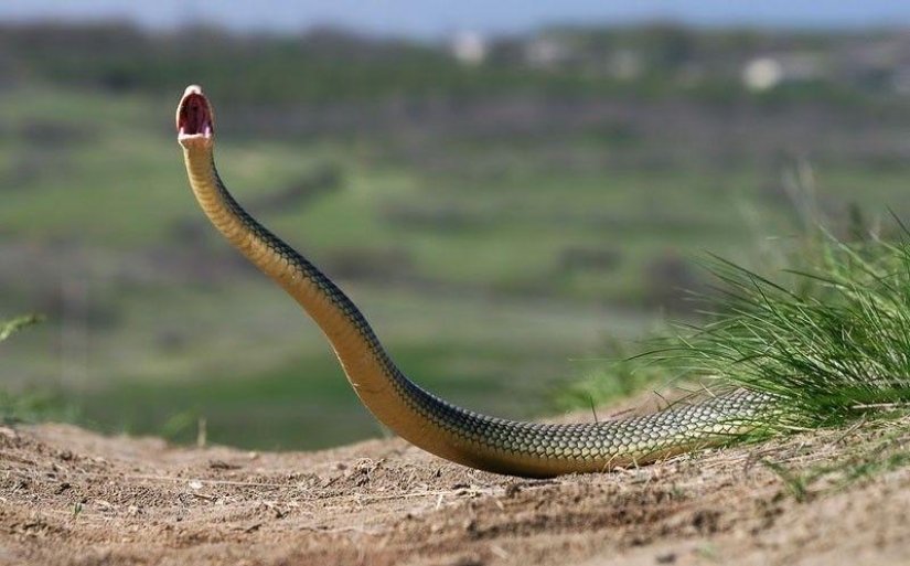 How to take pictures of snakes