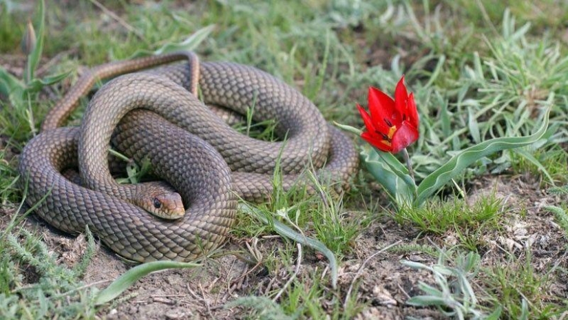 How to take pictures of snakes