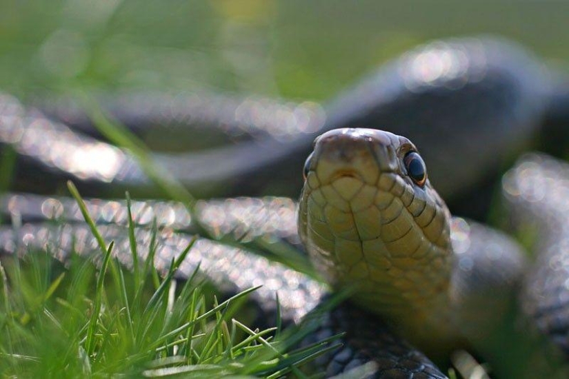 How to take pictures of snakes