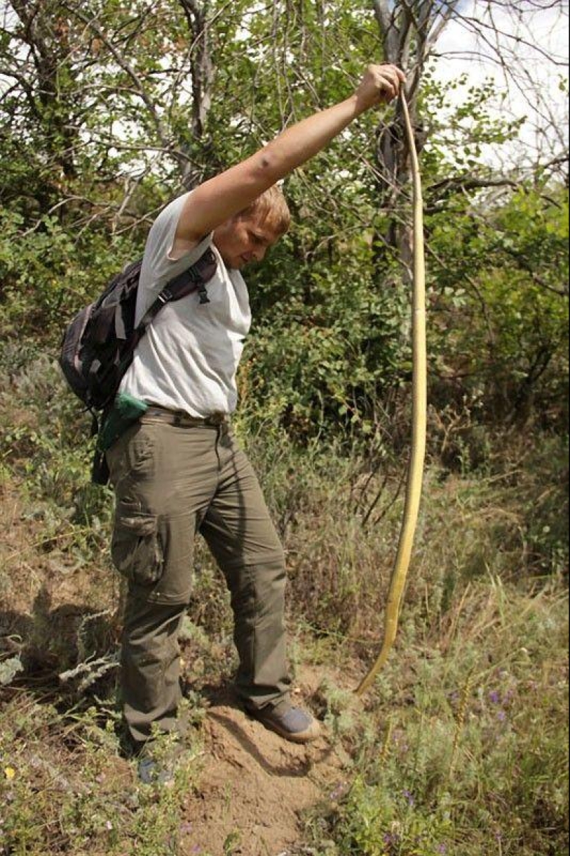 How to take pictures of snakes