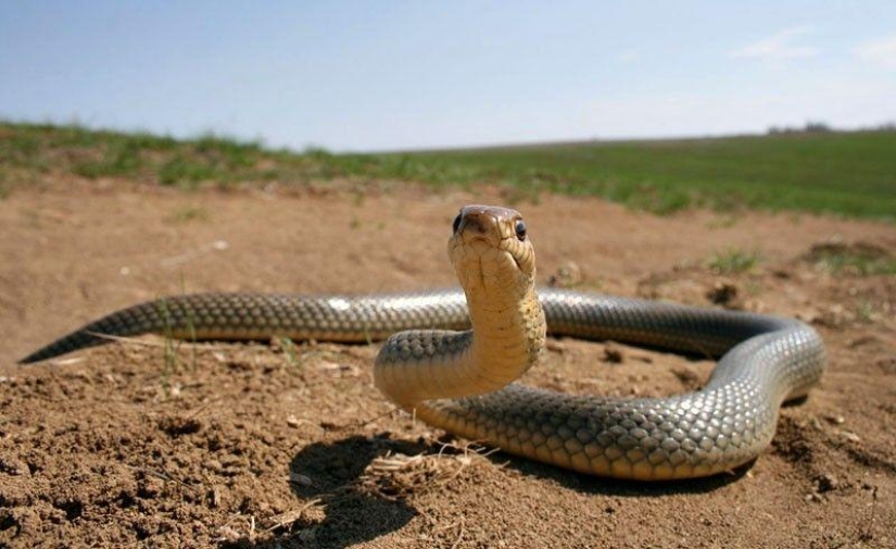 How to take pictures of snakes