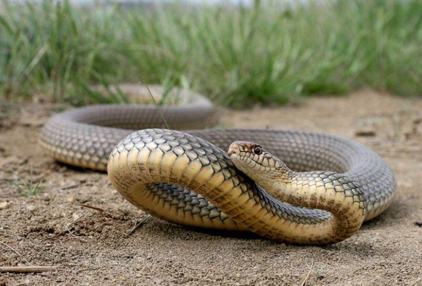 How to take pictures of snakes